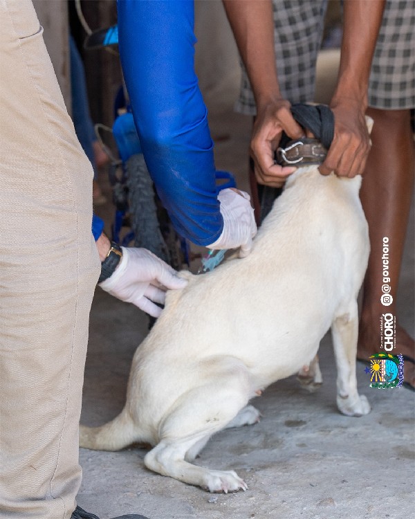 INICIO DA CAMPANHA DE VACINAÇÃO ANTIRRÁBICA ANIMAL 2026